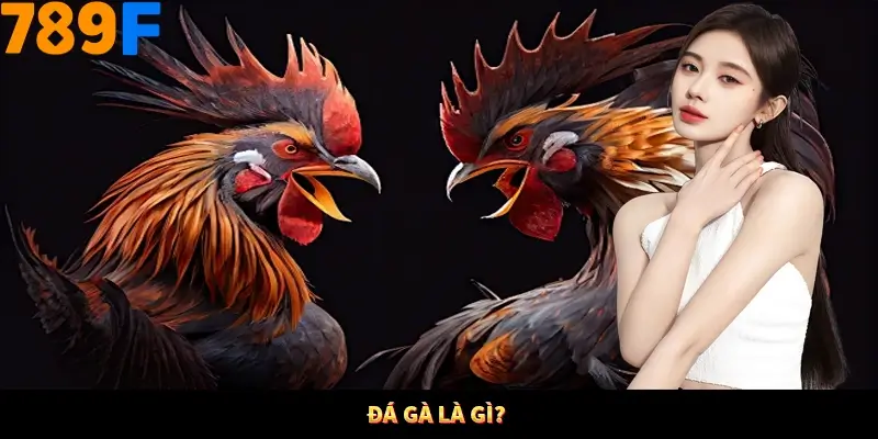 Đá gà là gì?