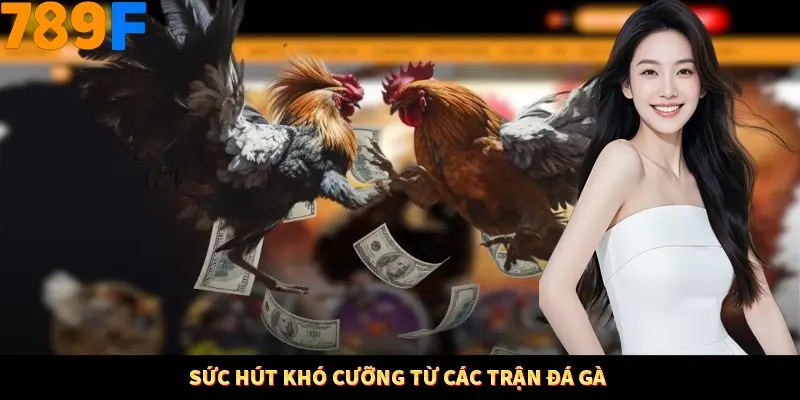 Sức hút khó cưỡng từ các trận đá gà Sức hút khó cưỡng từ các trận đá gà